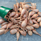 Zebrune Shallot – 25 Seeds