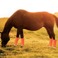 Shoofly Leggins Fine Mesh Fly Boots for Horses, 4 Pack