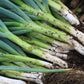 White Onion Sets 1 Lb. Non-GMO White Ebenezer Variety