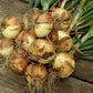 Yellow Onion Sets 1 Lb. Non-GMO Stuttgarter Variety