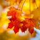 25 SUGAR MAPLE Syrup TREE Native Rock Fall Color Acer Saccharum Seeds