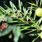 10 BALLOON MILKWEED Hairy Balls Butterfly Weed Asclepias Gomphocarpus Physocarpus Monarch Flower Seeds