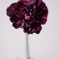 50 BLACK CARNATION King of Blacks Dianthus Caryophyllus Grenadin Double Flower Seeds