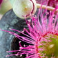 50 RED FLOWERING EUCALYPTUS Sideroxylon Mugga Ironbark Tree Seeds