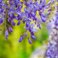 5 BLUE CHINESE WISTERIA Sinensis Ornamental Vine Climber Blue Violet Purple Flower Seeds
