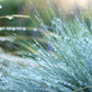 100 BLUE Sheeps FESCUE GRASS Festuca Ovina Glauca Cinerea Seeds