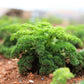 500 FOREST GREEN PARSLEY Petroselinum Crispum Double Triple Curl Vegetable Seeds