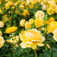 5 YELLOW ROSE Rosa Bush Shrub Perennial Flower Seeds