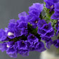 50 Purple STATICE / SEA LAVENDER Limonium Sinuatum Flower Seeds
