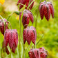 10 CHECKER LILY Fritillaria Affinis Chocolate Mission Bells Flower Seeds