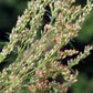 1000 COMMON MUGWORT Artemisia Vulgaris Wild Wormwood Herb Yellow Red Flower Seeds