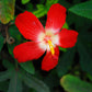 40 AMBRETTE / MUSK MALLOW Hibiscus Abelmoschus Moschatus Flower Seeds