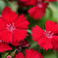 100 RED CARDINAL DIANTHUS Deltoides Flower Seeds