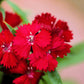 100 RED CARDINAL DIANTHUS Deltoides Flower Seeds