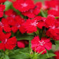 100 RED CARDINAL DIANTHUS Deltoides Flower Seeds