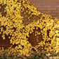 50 CLIMBING HYDRANGEA Anomala Petiolaris Vine Flower Seeds