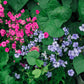 500 Oculata MIXED COLORS VISCARIA (Rose of Heaven / Rose Angel) Silene Coeli-Rosa Flower Seeds