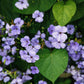 500 Oculata MIXED COLORS VISCARIA (Rose of Heaven / Rose Angel) Silene Coeli-Rosa Flower Seeds