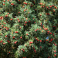 10 ENGLISH YEW Taxus Baccata Tree Shrub Conifer Sun or Shade Red Ornamental Berry Seeds