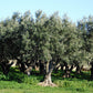 15 EUROPEAN OLIVE TREE Olea Europaea Edible Common Green Black Fruit Seeds
