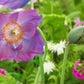 10 VIOLET HIMALAYAN POPPY Meconopsis Betonicifolia Purple Hensol Flower Seeds