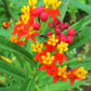 100 SUNSET MILKWEED Asclepias Curassavica Scarlet Blood Flower Red Orange Butterfly Weed Seeds