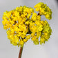 20 YELLOW SAND VERBENA Coastal Abronia Latifolia Arenaria Flower Seeds