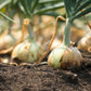 250 ECLIPSE ONION White Sweet Allium Cepa Vegetable Seeds