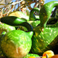 15 GOOSENECK / Bottle / SWAN GOURD Lagenaria Siceraria Vine Seeds