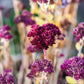 50 Mixed Colors JOE PYE WEED Eupatorium Maculatum Flower Seeds