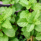 500 SPEARMINT (English Mint) Mentha Spicata Herb Flower Seeds