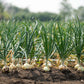 500 Sweet WHITE SPANISH ONION Allium Cepa Vegetable Seeds