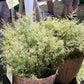 1000 SWEET WORMWOOD Artemisia Annua Sweet Annie Mugwort Sagewort Fragrant Herb Seeds