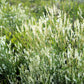 1500 WHITE Blossom SWEET CLOVER Melilotus Officinalis Alba Albus Sweetclover Honey Clover Flower Seeds