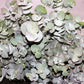 20 SILVER DROP EUCALYPTUS Gunnii Cider Gum Silver Blue Foliage Florist Tree Seeds