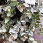 20 SILVER DROP EUCALYPTUS Gunnii Cider Gum Silver Blue Foliage Florist Tree Seeds