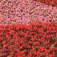 25 WAX MIXED BEGONIA Semperflorens Fibrous Mixed Colors Red Pink White Two Tone Shade Flower Seeds