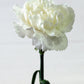 50 WHITE CARNATION Dianthus Caryophyllus Grenadin Flower Seeds