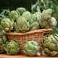 75 GREEN GLOBE ARTICHOKE Cynara Scolymus Vegetable Seeds
