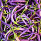 50 PURPLE CAYENNE PEPPER Hot Capsicum Annuum Vegetable Seeds