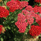 600 RED YARROW Achillea Millefolium Rubra Flower Seeds