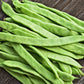 50 ROMANO BUSH BEAN Italian Flat Green Pod Phaseolus Vulgaris Vegetable Seeds