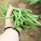50 BURPEE STRINGLESS Green Pod BEAN French Phaseolus Vulgaris Vegetable Seeds