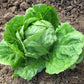 3000 ICEBERG HEAD LETTUCE Lactuca Sativa Vegetable Seeds