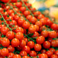 100 Red SWEETIE CHERRY TOMATO Super Sweet 1" Lycopersicon Fruit Vegetable Seeds