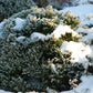 30 AMERICAN BOXWOOD Common Buxus Sempervirens European Box Shrub Seeds