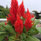 100 RED Forest Fire COCKSCOMB CELOSIA Plumosa Seeds