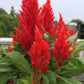 150 Mixed PAMPAS PLUMES COCKSCOMB Celosia Plumosa Flower Seeds