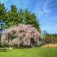 10 WEEPING HIGAN CHERRY Tree Japanese Prunus Subhirtella Pendula Pink Flower Seeds