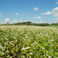 200 Organic BUCKWHEAT Fagopyrum Esculentum Grain Cover Crop Ground Cover Flower Vegetable Seeds